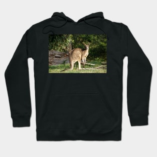 Kangaroo - by Avril Thomas Hoodie